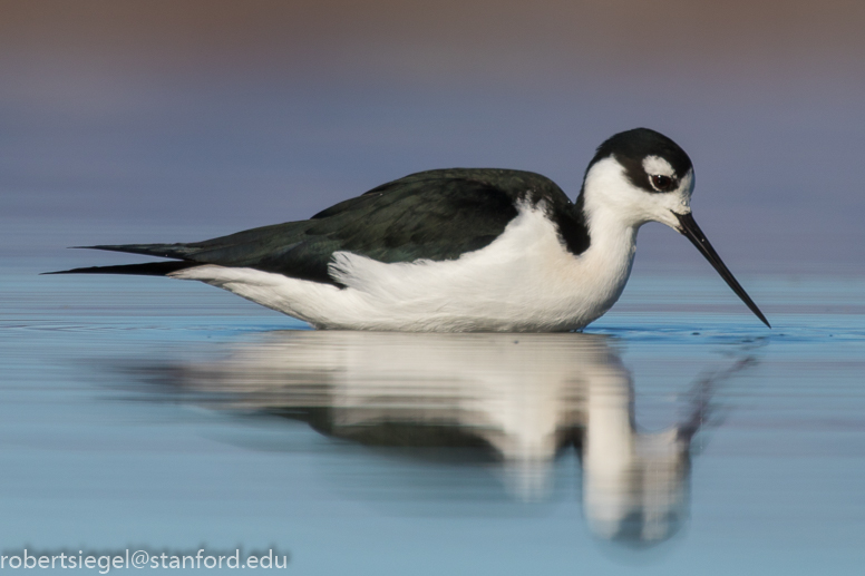 baylands